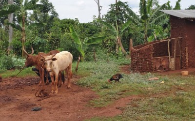 Ugandan co-operatives help address climate change