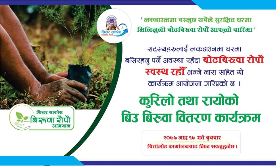 शिखर साकोसद्वारा सदस्यलाई निःशुल्क कुरिलोको बिरुवा तथा रायोको बिउ वितरण