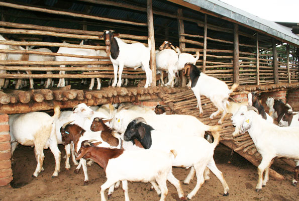 बाख्रा बेचेर सहकारीका सदस्यले भित्राए तीन करोड
