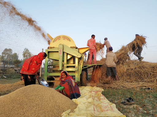 धान खरिदमा सहकारीको मनोमानी, सहकारीलाई अनुदान दिँदा पनि किसान ठगिए