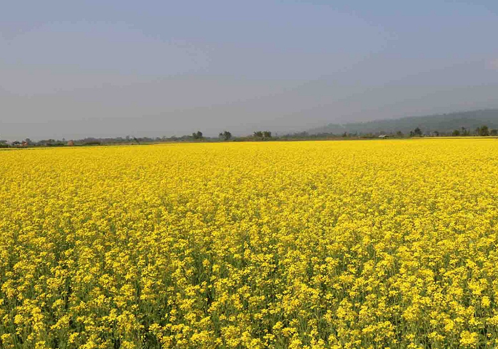 सहकारीमार्फत तोरीको उत्पादन, प्रशोधन र खेती प्रवद्र्धन