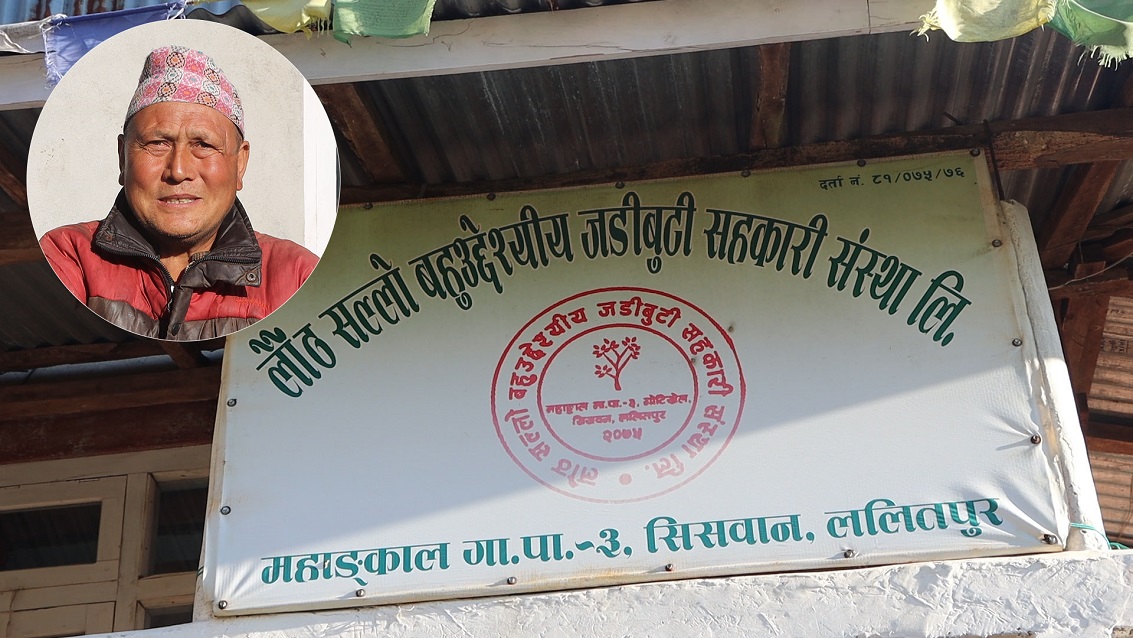 सहकारीमार्फत लौठसल्लो खेती, प्रशोधन उद्योग खोल्ने तयारी (भिडियो सहित)